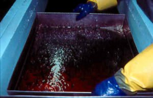 scimabio marquage de masse truites alizarine