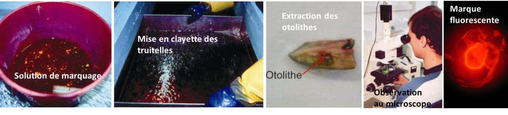 marquage de truites à l'alizarine