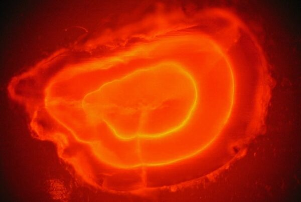 Double marque fluorescente dans un otolithe après marquage alizarine