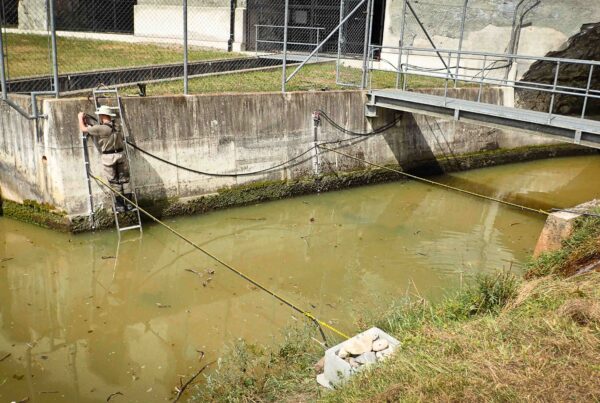 rfid, pit-tag, dévalaison, hydroélectricité, évaulation, poissons, scimabio, groupe E