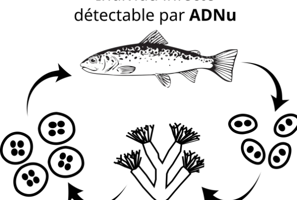 Cycle de vie de T. bryosalmonae et champ d’action des méthodes ADNu et ADNe