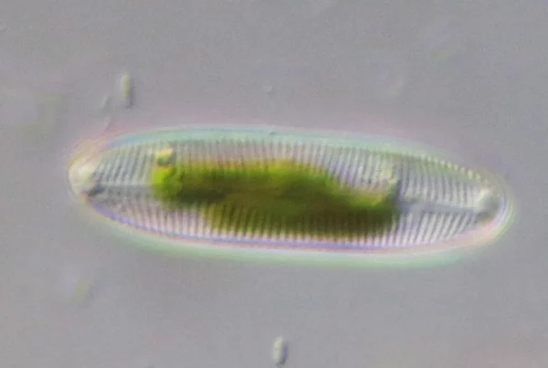 scimabio-interface, expertises, ADNe inventaire diatomées, IBD, IPS, métaDIA, métabarcoding, formations, photo diatomée