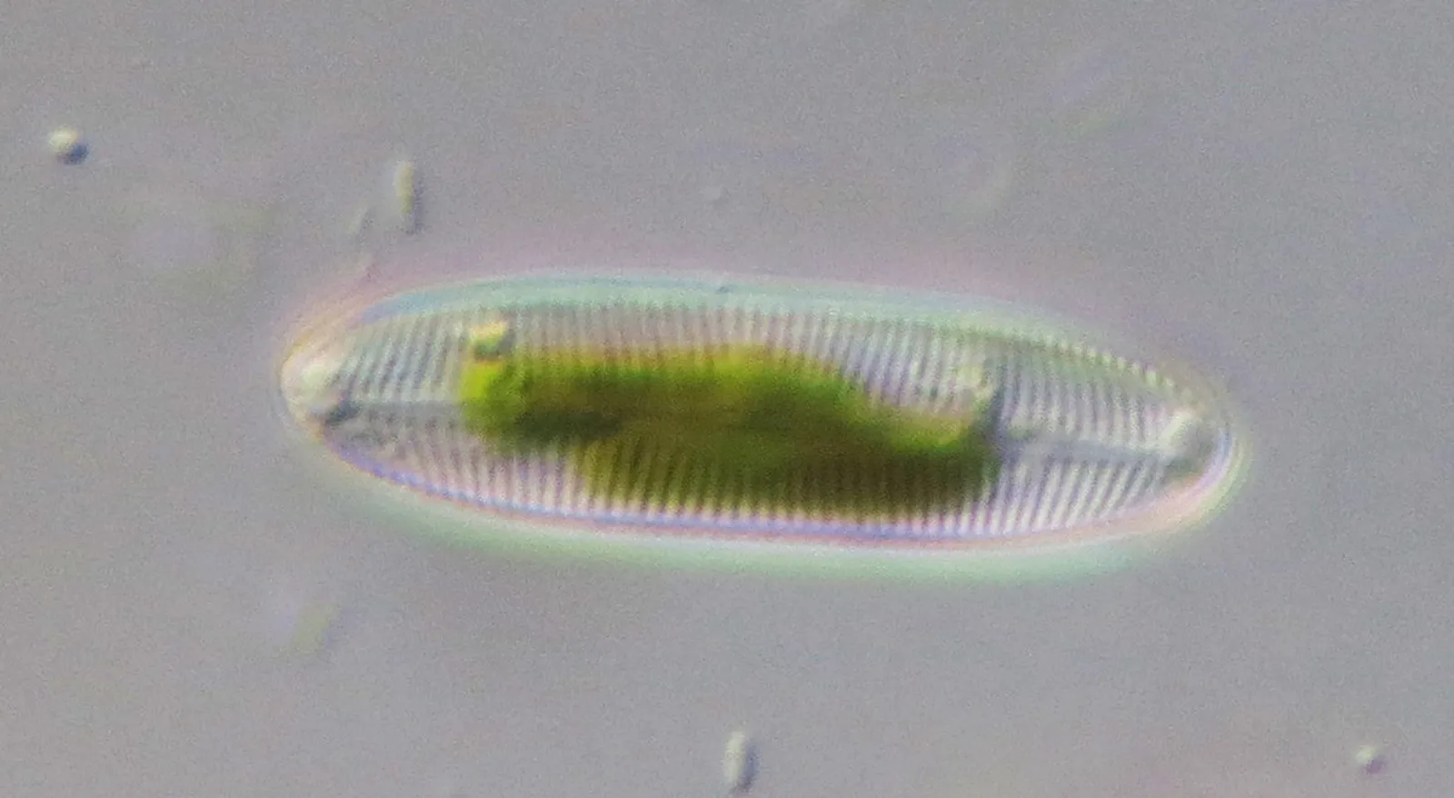 scimabio-interface, expertises, ADNe inventaire diatomées, IBD, IPS, métaDIA, métabarcoding, formations, photo diatomée