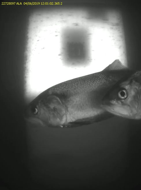 scimabio-interface, expertise, monitoring des poissons migrateurs, vidéocomptage, système hizkia, télémétrie, RFID, ADNe, statistiques Bayésiennes, cliché d'aloses en montaison sur l'ouvrage de la Sotterie sur la Sèvre Niortaise.