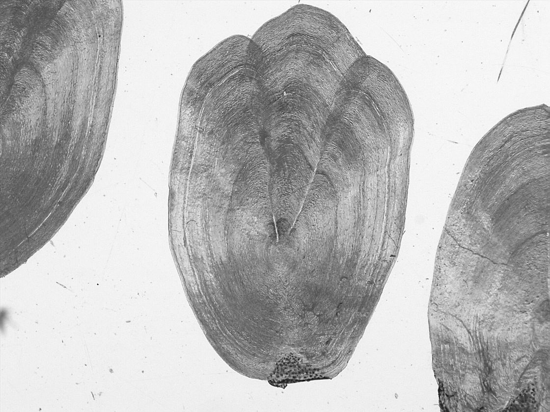 Photo écaille de brochet Bas-Rhin