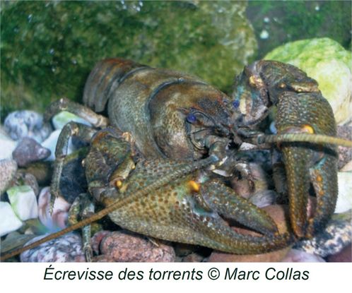 Appb APPB milieu à écrevisses des torrents région Grand-Est – Scimabio Interface