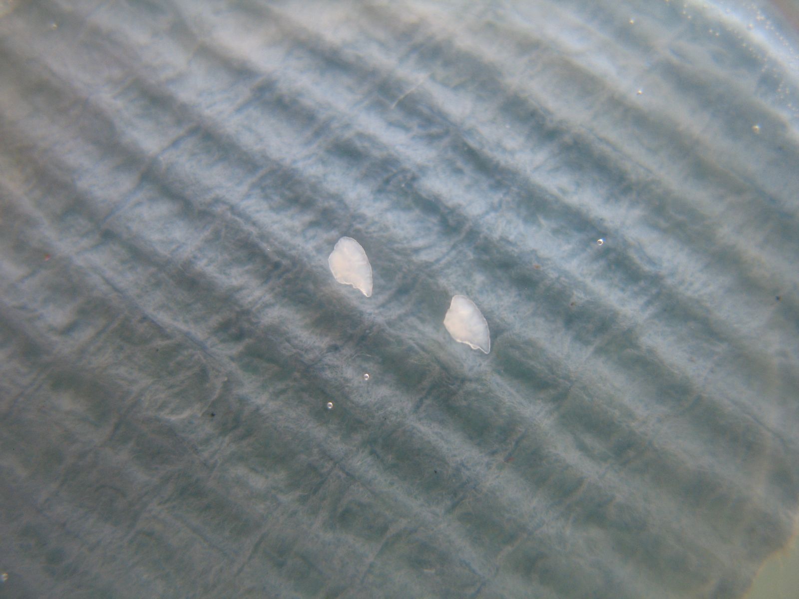 otolithes de truites lacustres