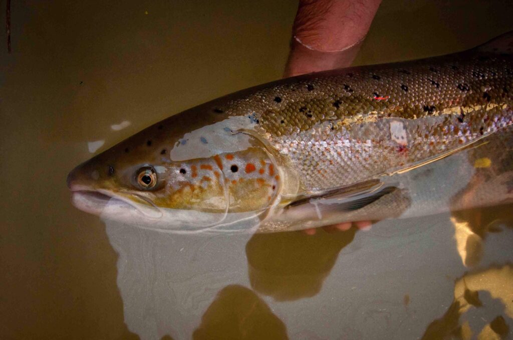 scimabio interface_saumon_Allier