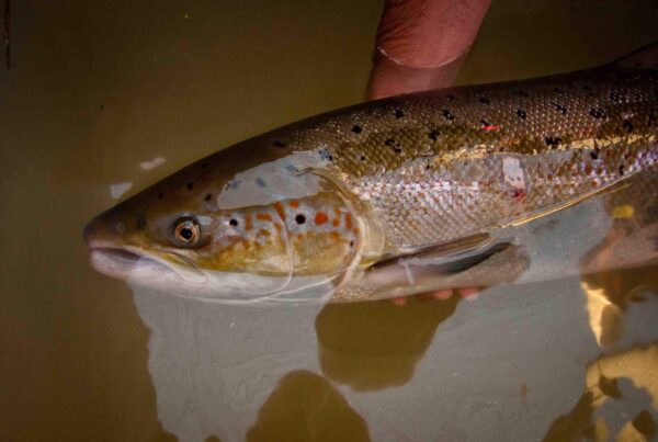 scimabio interface_saumon_Allier