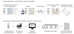 Figure 2 – Représentation schématique des a) suivis spécifiques ADNe en ddPCR et b) des inventaires de diversité en métabarcoding pouvant être réalisés en parallèle à partir d’un même échantillon ADNe. Modifiée à partir de Demaree et al. 2018 et Vasselon et al. 2019.