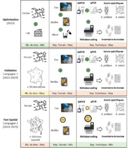 Figure 3 – Présentation du contexte méthodologique en termes de sites étudiés (terrain, labo), type d’échantillon (eau, biofilm, mock) et approches moléculaires utilisant l’ADNe (qPCR, ddPCR, métabarcoding) lors des différentes phases du projet.