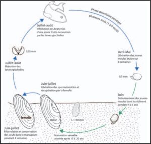 Figure 3 : Cycle de reproduction théorique de Margaritifera margaritifera en Europe (Cochet & Paris 2005)