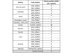 Table 2 : Signal ADNe Moule perlière détecté par dPCR sur les 19 stations