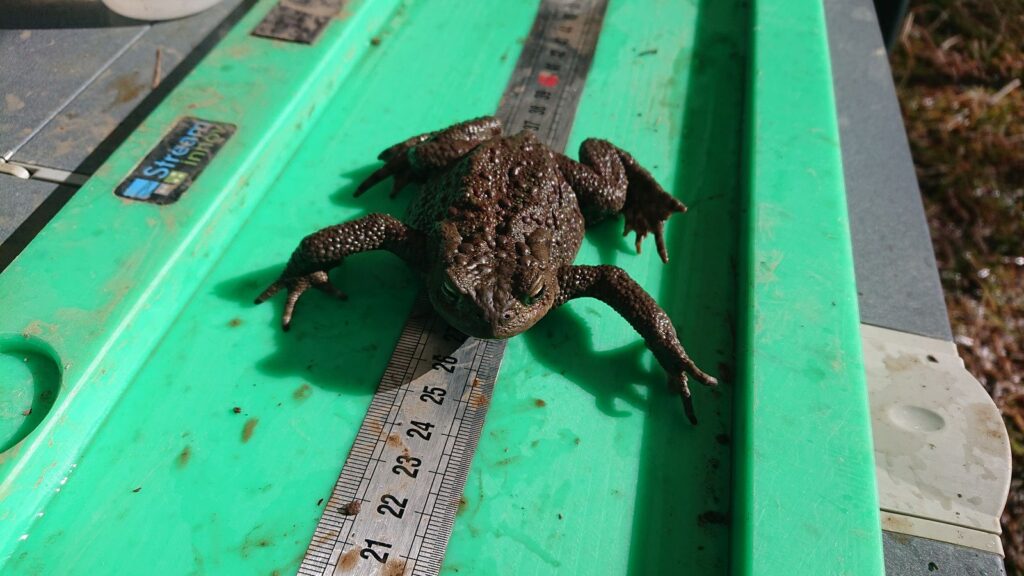 Mesure de crapaud capturé