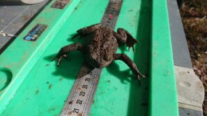 Mesure de crapaud capturé