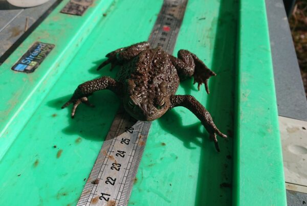 Mesure de crapaud capturé