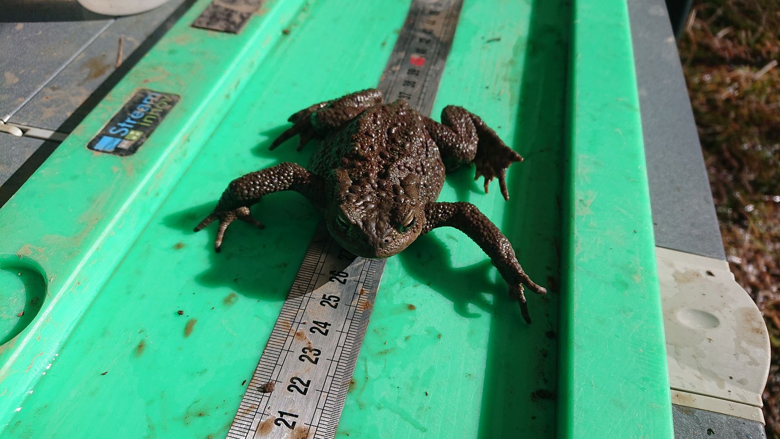 Mesure de crapaud capturé