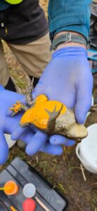 Marquage de crapaud à l’aide de pigments fluorescents pour suivi des trajectoires individuelles (© CEN74)