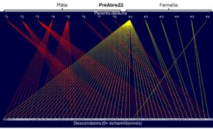 Figure 3. Reconstruction des relations familiales (pedigree) entre 0+ échantillonnés et les parents possibles déduits par le modèle de COLONY pour la frayère PréAbre en 2022.