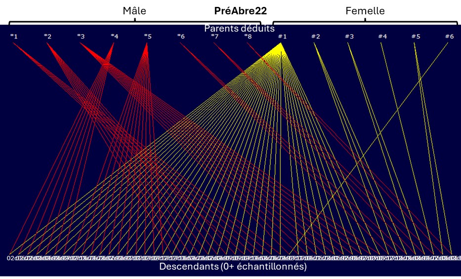 Figure 3. Reconstruction des relations familiales (pedigree) entre 0+ échantillonnés et les parents possibles déduits par le modèle de COLONY pour la frayère PréAbre en 2022.