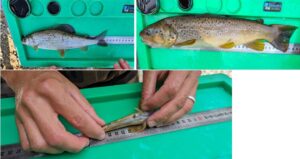 Figure 4 : Trois espèces marquées : l’ombre commun, la truite fario et le chabot.