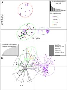 Figure 5. Analyse des composantes principales (ACP) (graphique A) et Analyse Discriminante des Composantes Principales (DAPC) (graphique B) obtenues avec les individus échantillonnés dans la population en place.