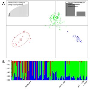 Figure 6. Résultat de la structuration en 3 clusters génétiques obtenues par DAPC et Structure au sein des échantillons de la population en place. Chaque cluster est représenté par une couleur (vert, rouge, bleu). A= DAPC distinguant les individus en fonction de leur appartenance aux clusters, B= répartition des clusters au sein des échantillons obtenue par Structure présentant la probabilité qu’à chaque individu d’appartenir aux clusters identifiés