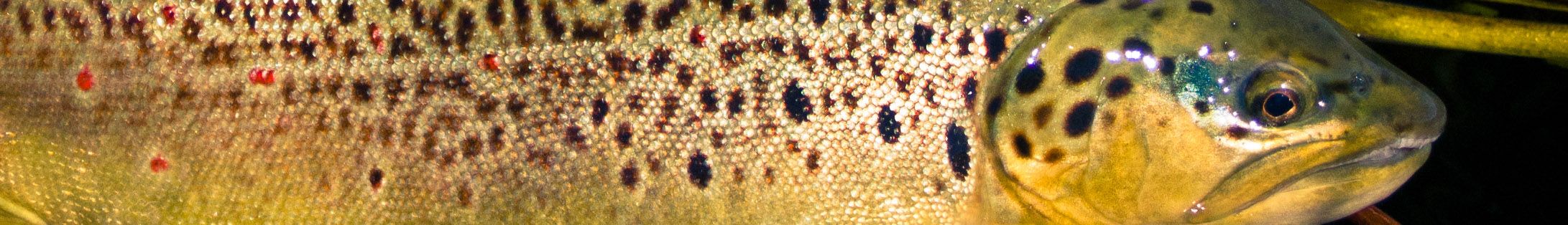 scimabio-interface, expertise, recherche de truites natives méditérranéennes, photo d'une truite fario (salmo trutta L.) native