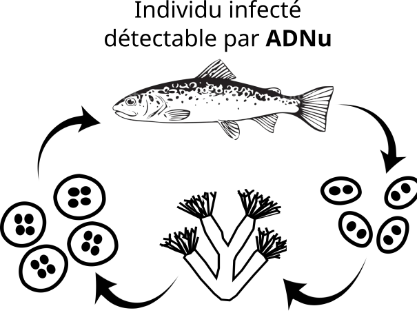 Cycle de vie de T. bryosalmonae et champ d’action des méthodes ADNu et ADNe