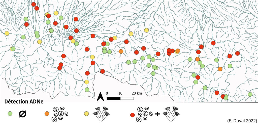 Cartographie de la présenceabsence de T. bryosalmonae et F. sultana