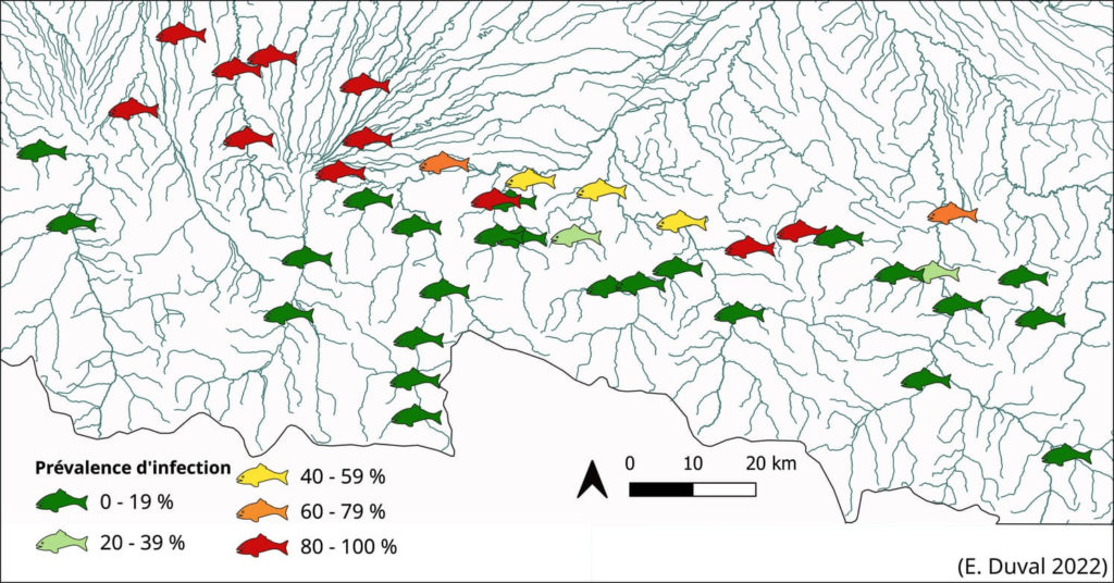 Cartographie de la prévalence d’infection de populations