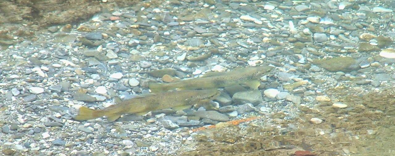scimabio-interface, expertises, taille efficace de population et géniteurs efficaces, biologie moléculaire, suivi démographique, conservation. photo de géniteurs de truite fario (salmo trutta L.) sur une frayère sur un affluent du Fier (Haute-Savoie).