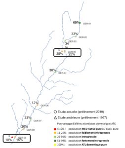 Scimabio-interface, taux introgression TRF, avec données antérieures berrebi. Intégration des données d'introgression historiques de 1997 dans les résultats actuels