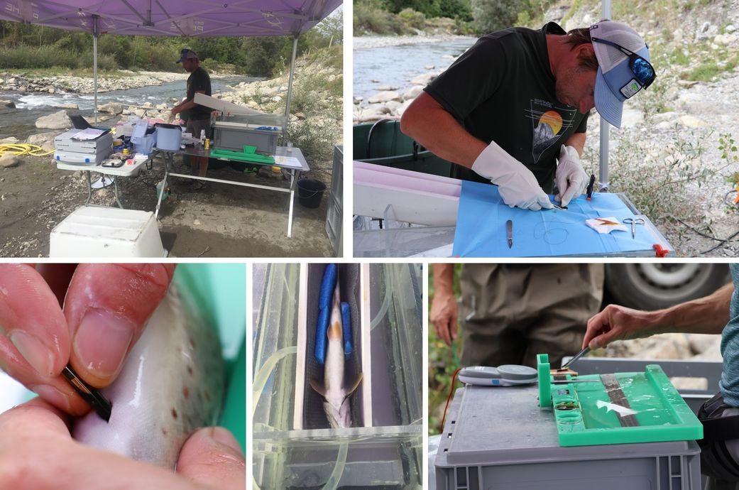 Scimabio-Interface, porjet, Drac, RFID, radio-télémétrie, franchissement piscicole, macrorugosité, système stream innov, panneaux solaire. Illustrations de la table de biométrie- marquage : vue d'ensemble, détail d'un marquage PIT-tag, stabulation poisson, table de biométrie stream-innov