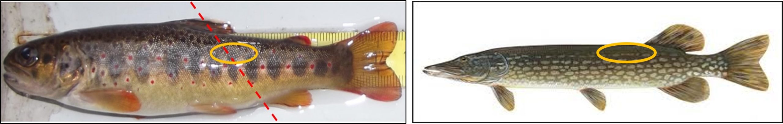 Zones préconisées pour le prélèvement des écailles chez la truite et le brochet