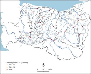 Représentation des tailles moyennes des truites 2+ à la capture (septembre-octobre) à l’échelle départementale (34 stations).