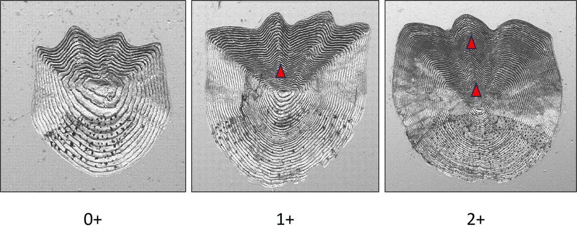 : Ecailles d'ombres communs appartenant aux cohortes 0 +, 1+ et 2+