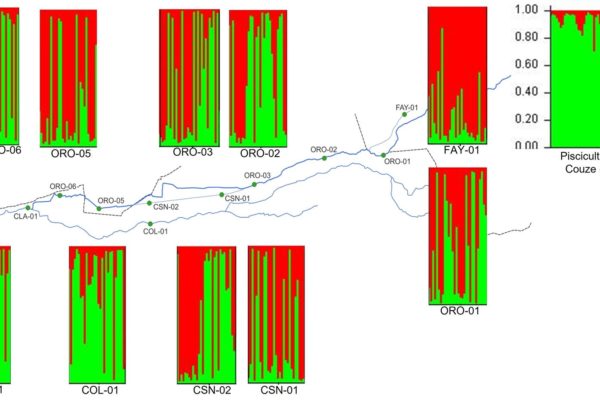 Assignation des individus à deux clusters génétiques : rouge = pisciculture, vert = naturel. Chaque individu est réprésenté par une barre verticale colorée. Les barres verticales colorées représentent les probabilités de chaque individu d’être membre des clusters.