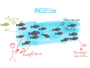 schéma des processus démographiques dans une population piscicole exploitée.