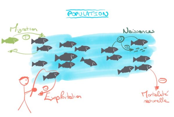 schéma des processus démographiques dans une population piscicole exploitée.