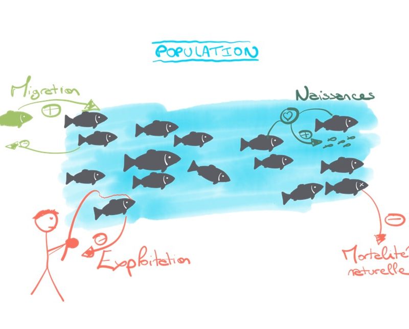 schéma des processus démographiques dans une population piscicole exploitée.
