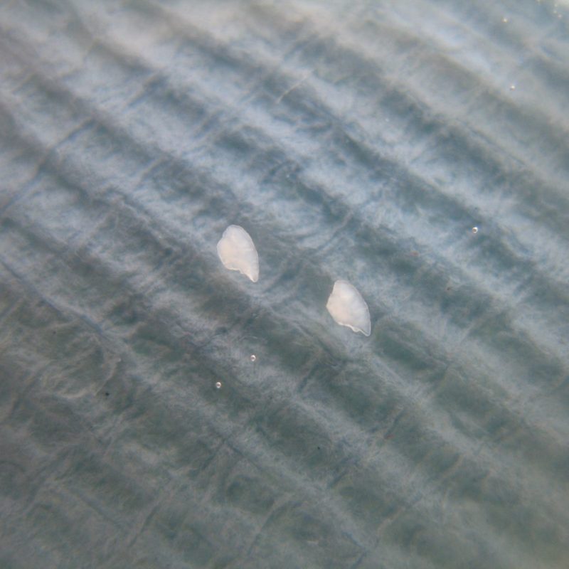 otolithes de truites lacustres