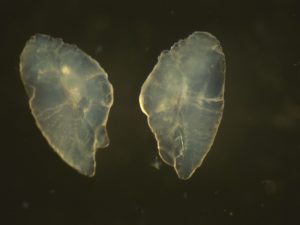 Figure1 : paire d'otolithes (sagittae) de truites lacustres 