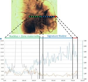 Figure 2 : Analyse microchimique d'un transect d'otolithe de truite lacustre. 