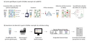 Figure 2 – Représentation schématique des a) suivis spécifiques ADNe en ddPCR et b) des inventaires de diversité en métabarcoding pouvant être réalisés en parallèle à partir d’un même échantillon ADNe. Modifiée à partir de Demaree et al. 2018 et Vasselon et al. 2019.