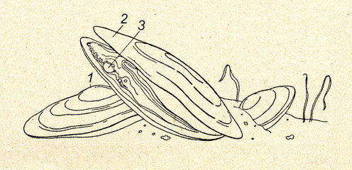 Margaretifera margaretifera