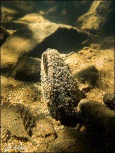 Figure 1 : Photo de Moule perlière d’eau douce Margaritifera margaritifera (D. Naudon, source INPN)