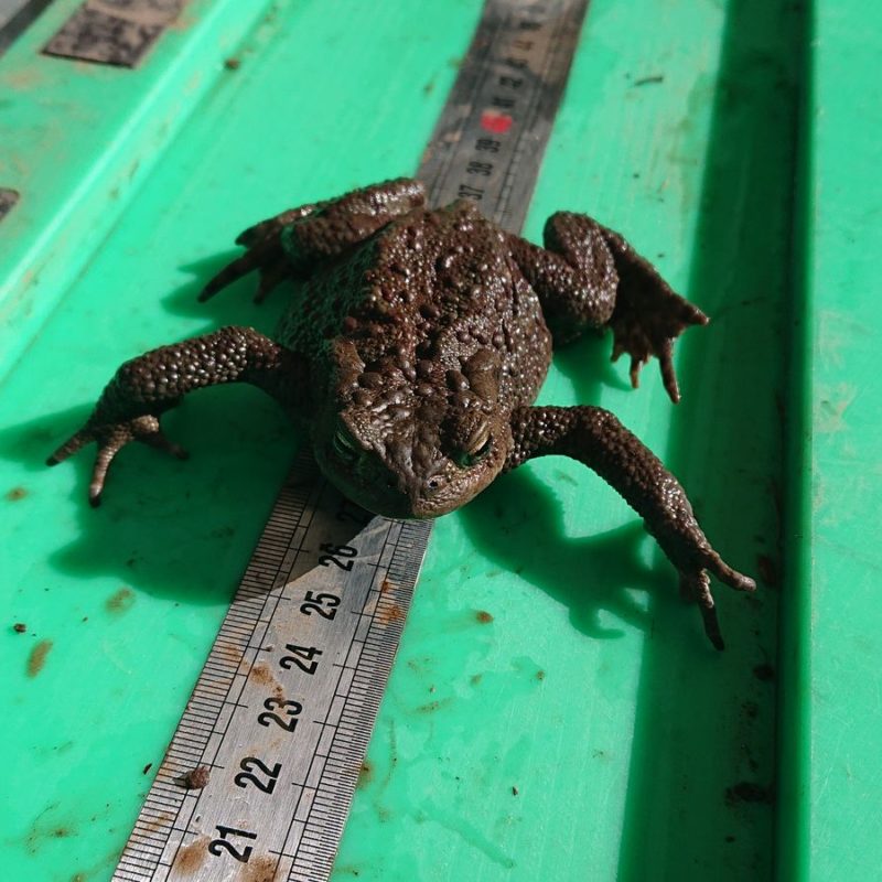 Mesure de crapaud capturé