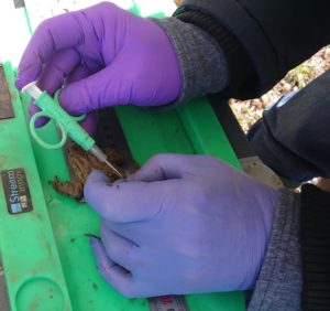 Marquage de crapaud commun à l’aide d’une puce RFID (© Scimabio Interface)